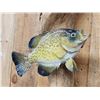 Image 5 : 12" & 10" Crappie Real Skin Fish Taxidermy