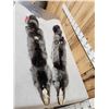Image 4 : 2 Silver Ranch Fox Soft Tanned Furs Taxidermy