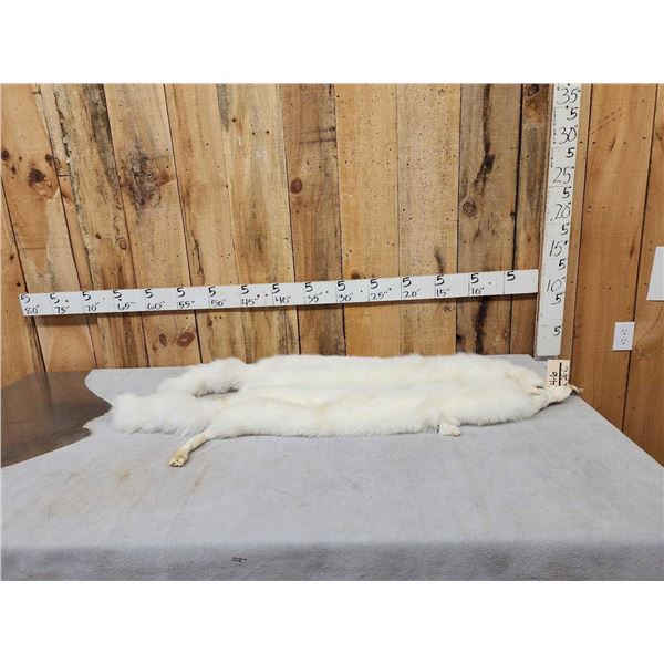 2 Arctic Ranch Fox Soft Tanned Furs Taxidermy