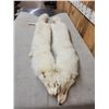 Image 3 : 2 Arctic Ranch Fox Soft Tanned Furs Taxidermy