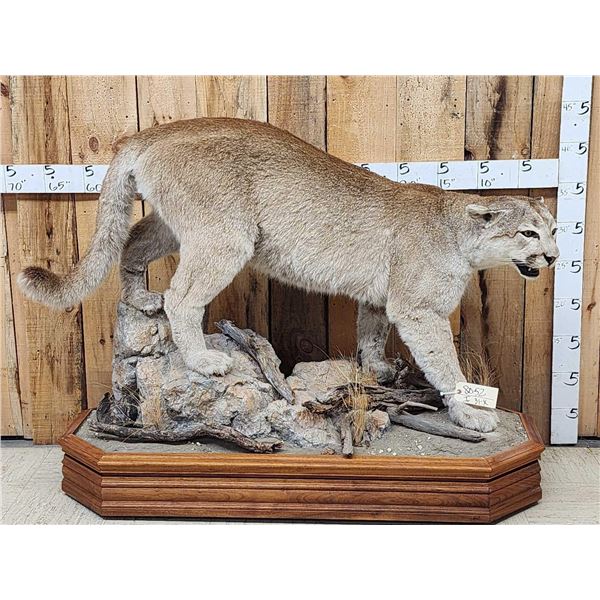Nice Mountain Lion Cougar Full Body Taxidermy Mount