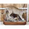 Image 1 : Nice Mountain Lion Cougar Full Body Taxidermy Mount