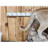 Image 2 : Nice Mountain Lion Cougar Full Body Taxidermy Mount