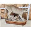 Image 3 : Nice Mountain Lion Cougar Full Body Taxidermy Mount
