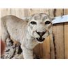 Image 5 : Nice Mountain Lion Cougar Full Body Taxidermy Mount