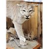Image 6 : Nice Mountain Lion Cougar Full Body Taxidermy Mount