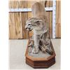 Image 7 : Nice Mountain Lion Cougar Full Body Taxidermy Mount