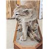 Image 8 : Nice Mountain Lion Cougar Full Body Taxidermy Mount