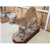 Image 9 : Nice Mountain Lion Cougar Full Body Taxidermy Mount