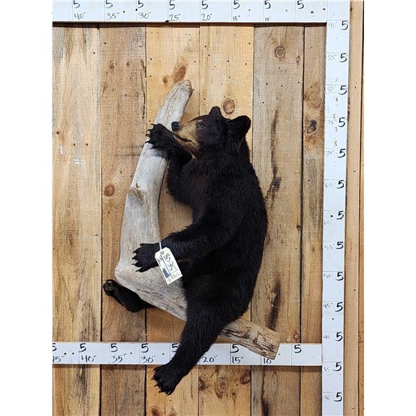 Awesome Black Bear Cub Full Body Taxidermy Mount