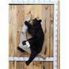 Image 1 : Awesome Black Bear Cub Full Body Taxidermy Mount