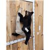 Image 2 : Awesome Black Bear Cub Full Body Taxidermy Mount