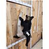 Image 3 : Awesome Black Bear Cub Full Body Taxidermy Mount