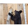 Image 4 : Awesome Black Bear Cub Full Body Taxidermy Mount