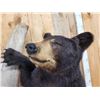 Image 5 : Awesome Black Bear Cub Full Body Taxidermy Mount