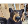 Image 6 : Awesome Black Bear Cub Full Body Taxidermy Mount