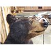 Image 7 : Awesome Black Bear Cub Full Body Taxidermy Mount