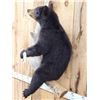Image 8 : Awesome Black Bear Cub Full Body Taxidermy Mount