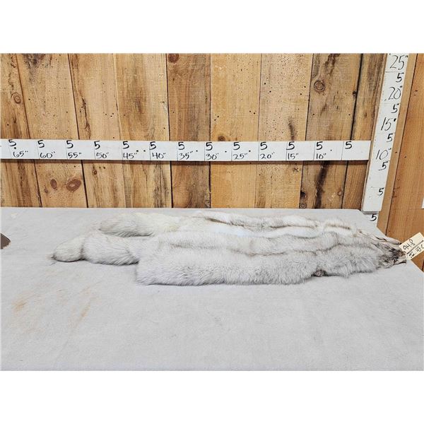 2 Blue Ranch Fox Soft Tanned Furs Taxidermy