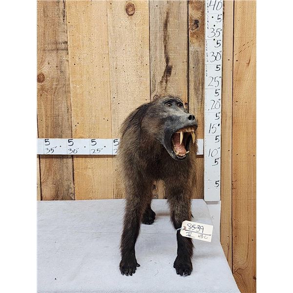 African Baboon Full Body Taxidermy Mount