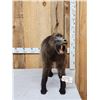 Image 1 : African Baboon Full Body Taxidermy Mount