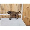 Image 2 : African Baboon Full Body Taxidermy Mount