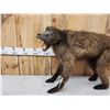 Image 3 : African Baboon Full Body Taxidermy Mount