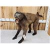 Image 4 : African Baboon Full Body Taxidermy Mount