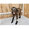 Image 5 : African Baboon Full Body Taxidermy Mount