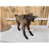 Image 6 : African Baboon Full Body Taxidermy Mount