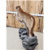 Image 10 : Outstanding Mountain Lion Cougar Full Body Taxidermy Mount