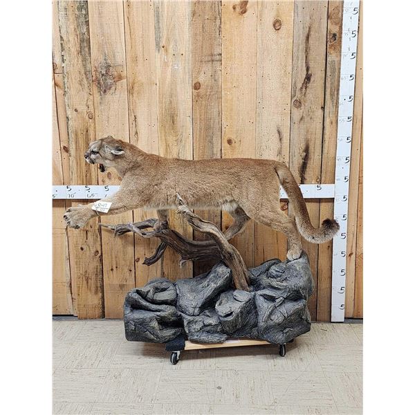 Outstanding Mountain Lion Cougar Full Body Taxidermy Mount