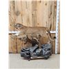 Image 1 : Outstanding Mountain Lion Cougar Full Body Taxidermy Mount