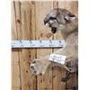 Image 2 : Outstanding Mountain Lion Cougar Full Body Taxidermy Mount