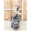 Image 3 : Outstanding Mountain Lion Cougar Full Body Taxidermy Mount