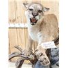 Image 4 : Outstanding Mountain Lion Cougar Full Body Taxidermy Mount