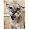 Image 5 : Outstanding Mountain Lion Cougar Full Body Taxidermy Mount