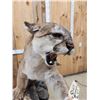 Image 6 : Outstanding Mountain Lion Cougar Full Body Taxidermy Mount