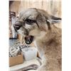 Image 7 : Outstanding Mountain Lion Cougar Full Body Taxidermy Mount