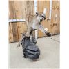Image 8 : Outstanding Mountain Lion Cougar Full Body Taxidermy Mount