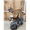 Image 9 : Outstanding Mountain Lion Cougar Full Body Taxidermy Mount
