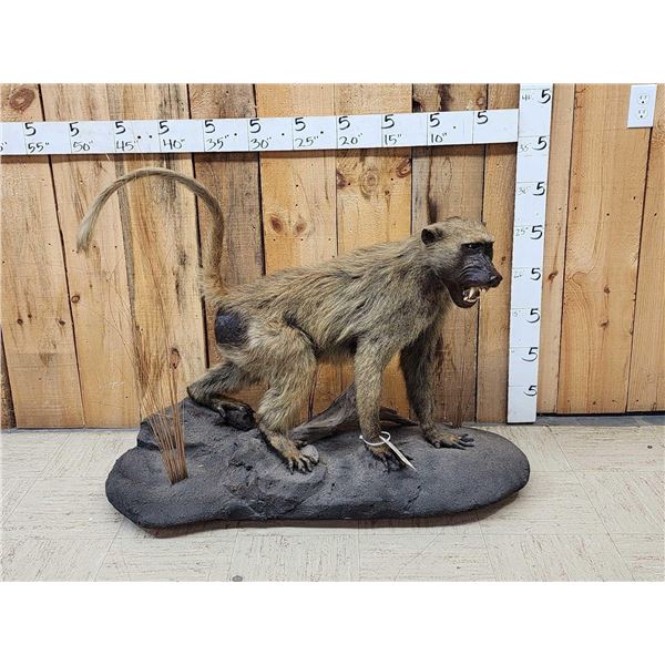 African Baboon Full Body Taxidermy Mount