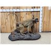 Image 1 : African Baboon Full Body Taxidermy Mount