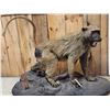 Image 2 : African Baboon Full Body Taxidermy Mount