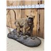 Image 3 : African Baboon Full Body Taxidermy Mount
