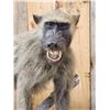 Image 4 : African Baboon Full Body Taxidermy Mount