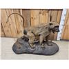 Image 5 : African Baboon Full Body Taxidermy Mount