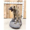 Image 6 : African Baboon Full Body Taxidermy Mount