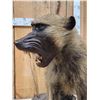 Image 7 : African Baboon Full Body Taxidermy Mount