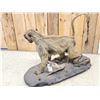 Image 8 : African Baboon Full Body Taxidermy Mount